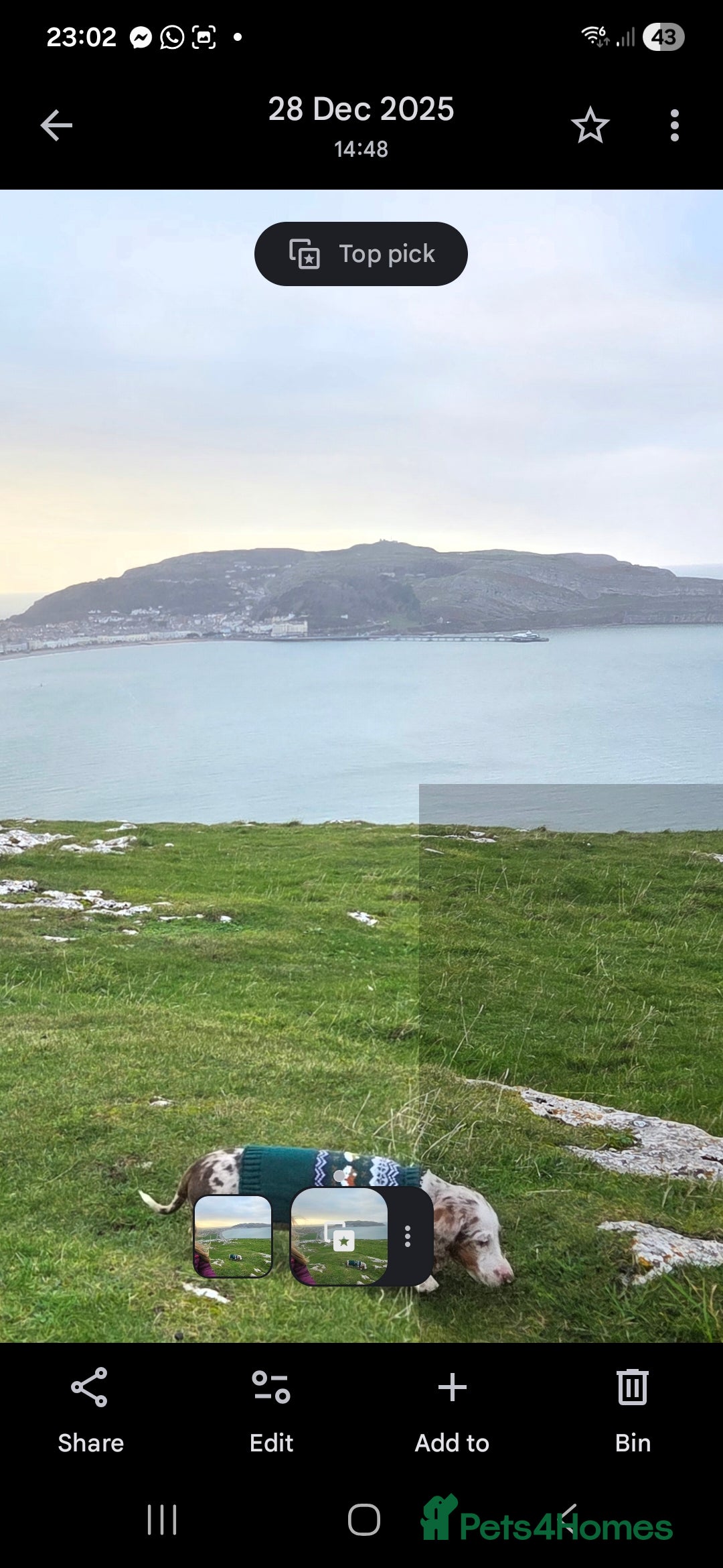 Dachshund dogs for sale: 17 week old little male dachshund  - Advert 5