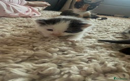 Mixed Breed cats for sale: 4 Beautiful fluffy kittens  - Image 8