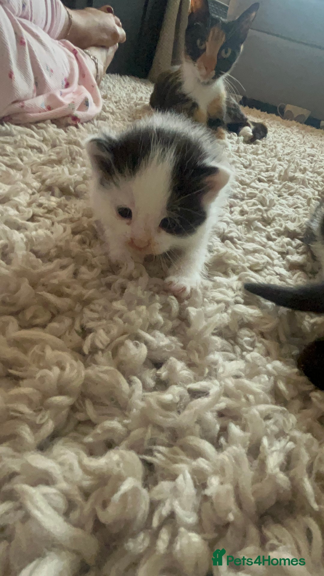 Mixed Breed cats for sale: 4 Beautiful fluffy kittens  - Image 8
