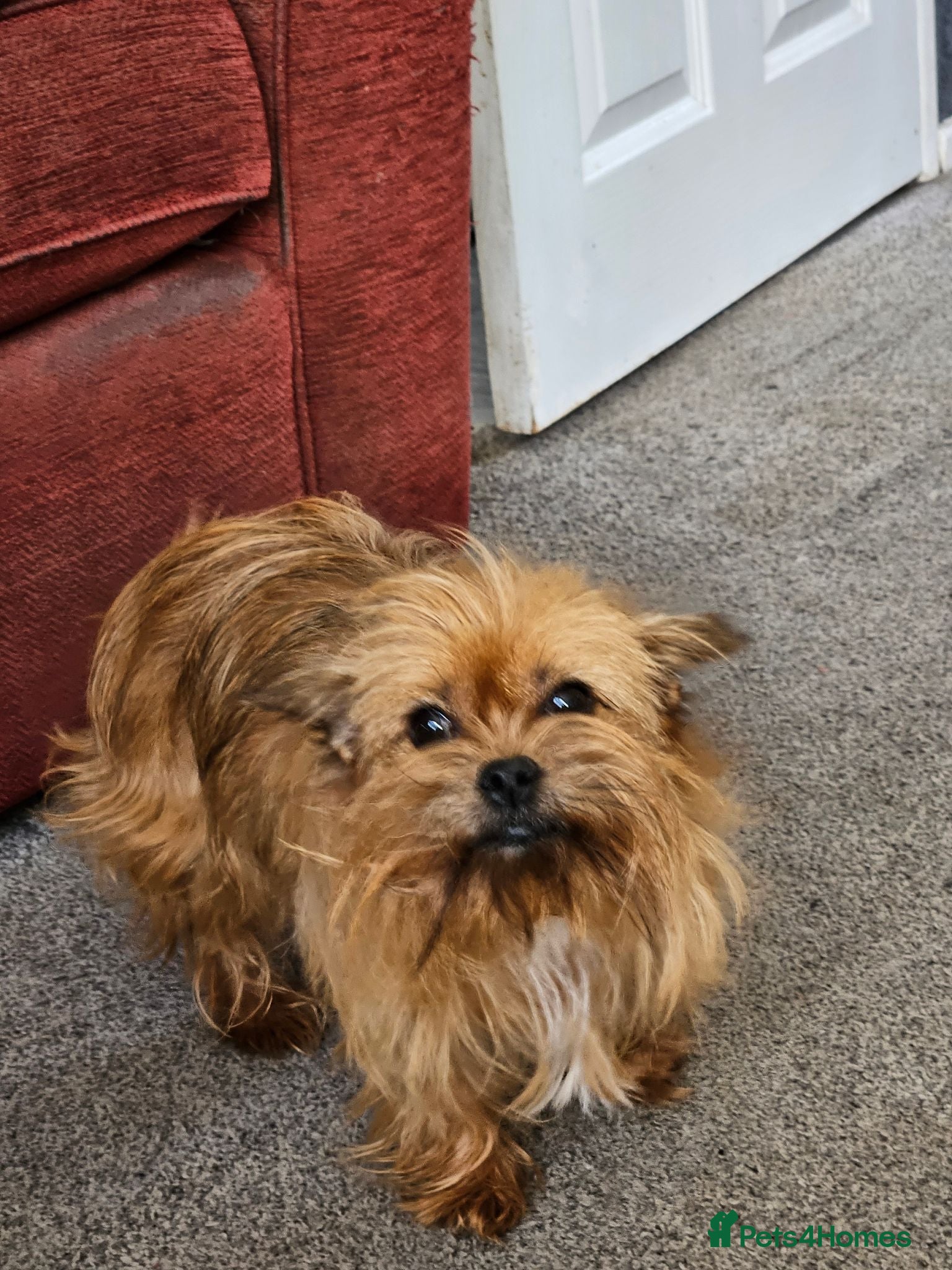 Mixed Breed dogs Reluctant Rehoming 6 Yr old Lucy Chihuahua Cross - Advert 1