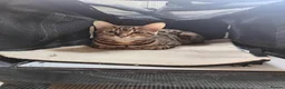 Bengal cats for sale: Bengal cat friendly boy  - Advert 2