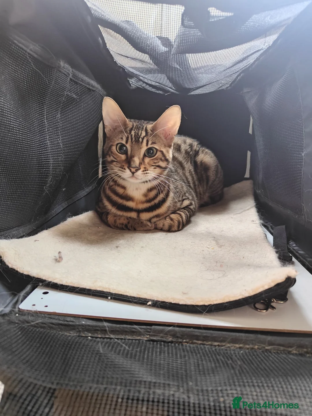 Bengal cats for sale: Bengal cat friendly boy  - Advert 2