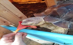 Tortoise reptiles for sale: Toby the tortoise - Image 2