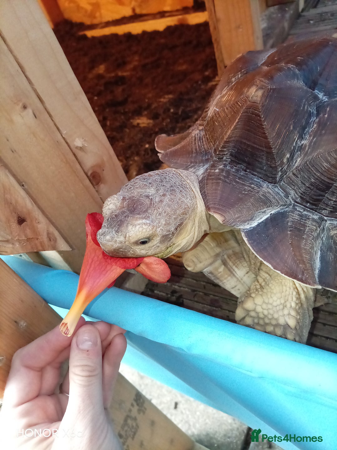 Tortoise reptiles for sale: Toby the tortoise - Image 2