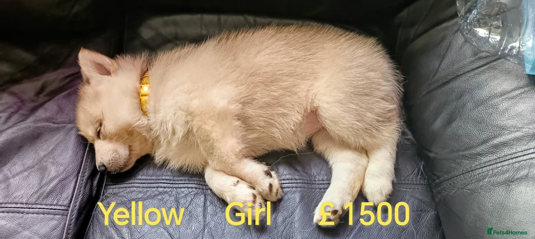 Shepsky dogs for sale: One Beautiful Shepsky puppy left.  - Advert 1