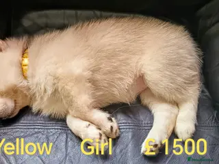 Shepsky dogs One Beautiful Shepsky puppy left. - Advert 16