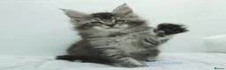 Maine Coon cats for sale: Xl Maine coon kittens parents Russian imports  - Advert 3