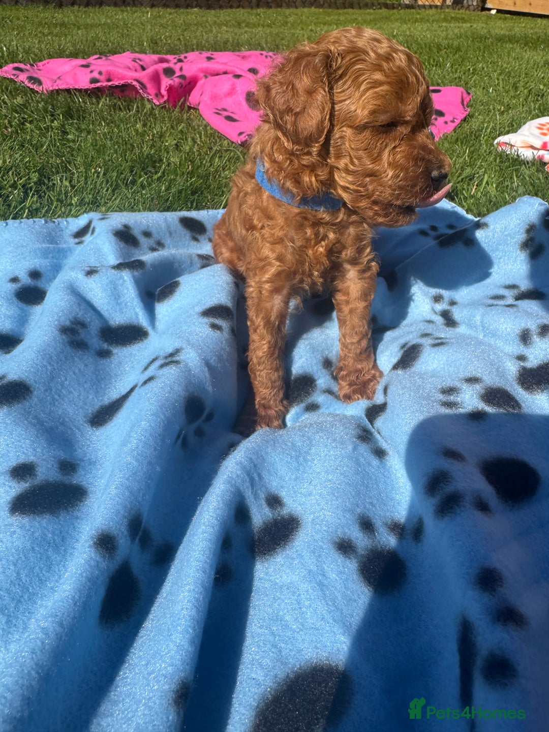 Miniature Poodle dogs for sale: KC registered Miniature Red poodles for Sale - Image 31