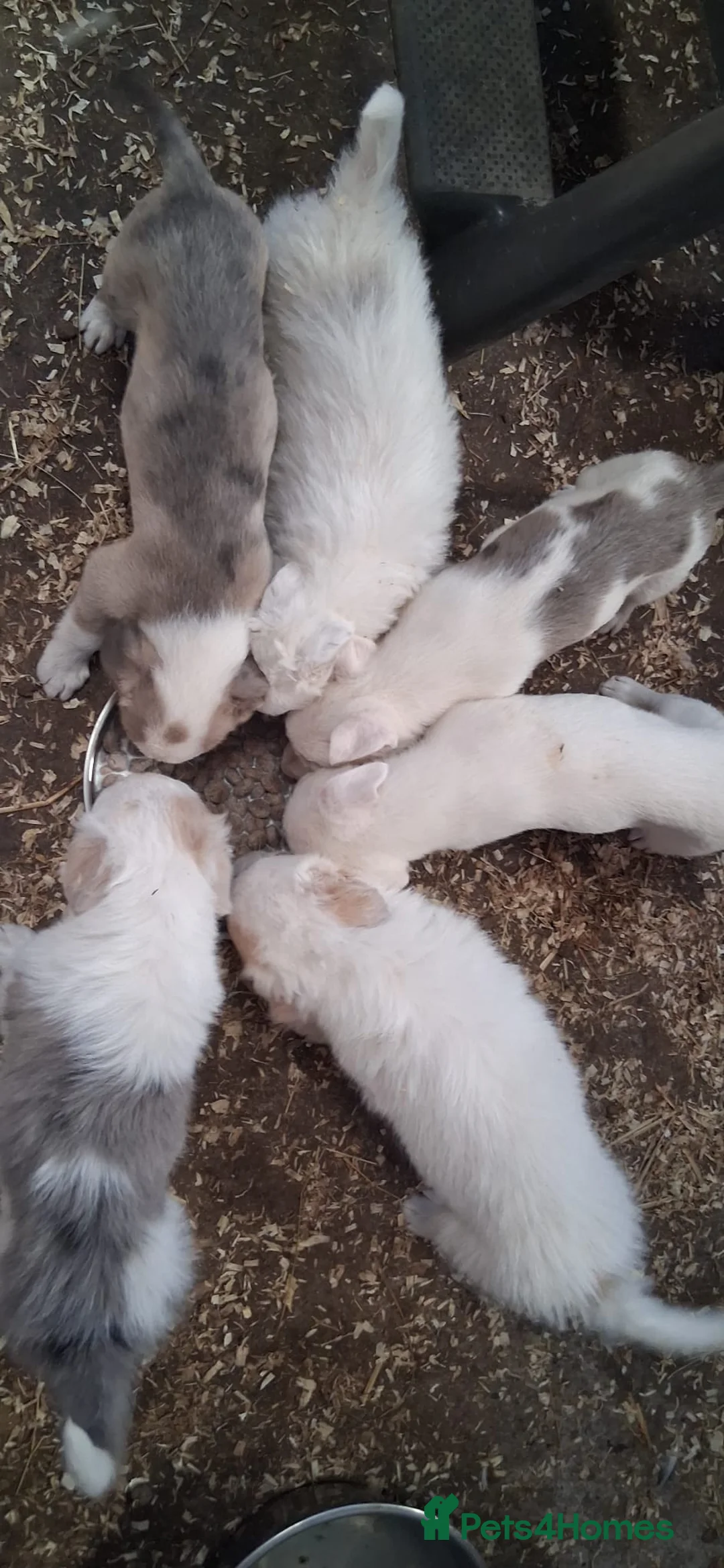 Mixed Breed dogs for sale: Border collie x lurcher - Advert 8