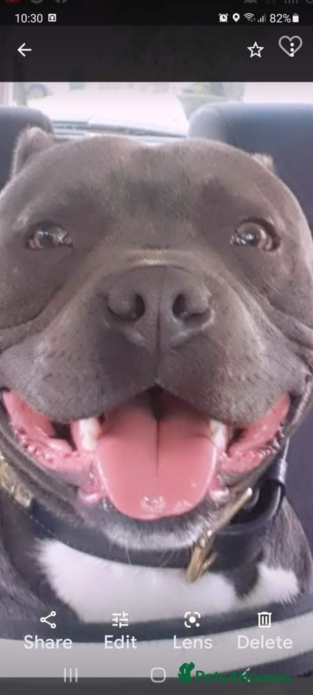 Staffordshire Bull Terrier dogs for stud: Blue Staffordshire bull terrier stud in Birmingham - Advert 10