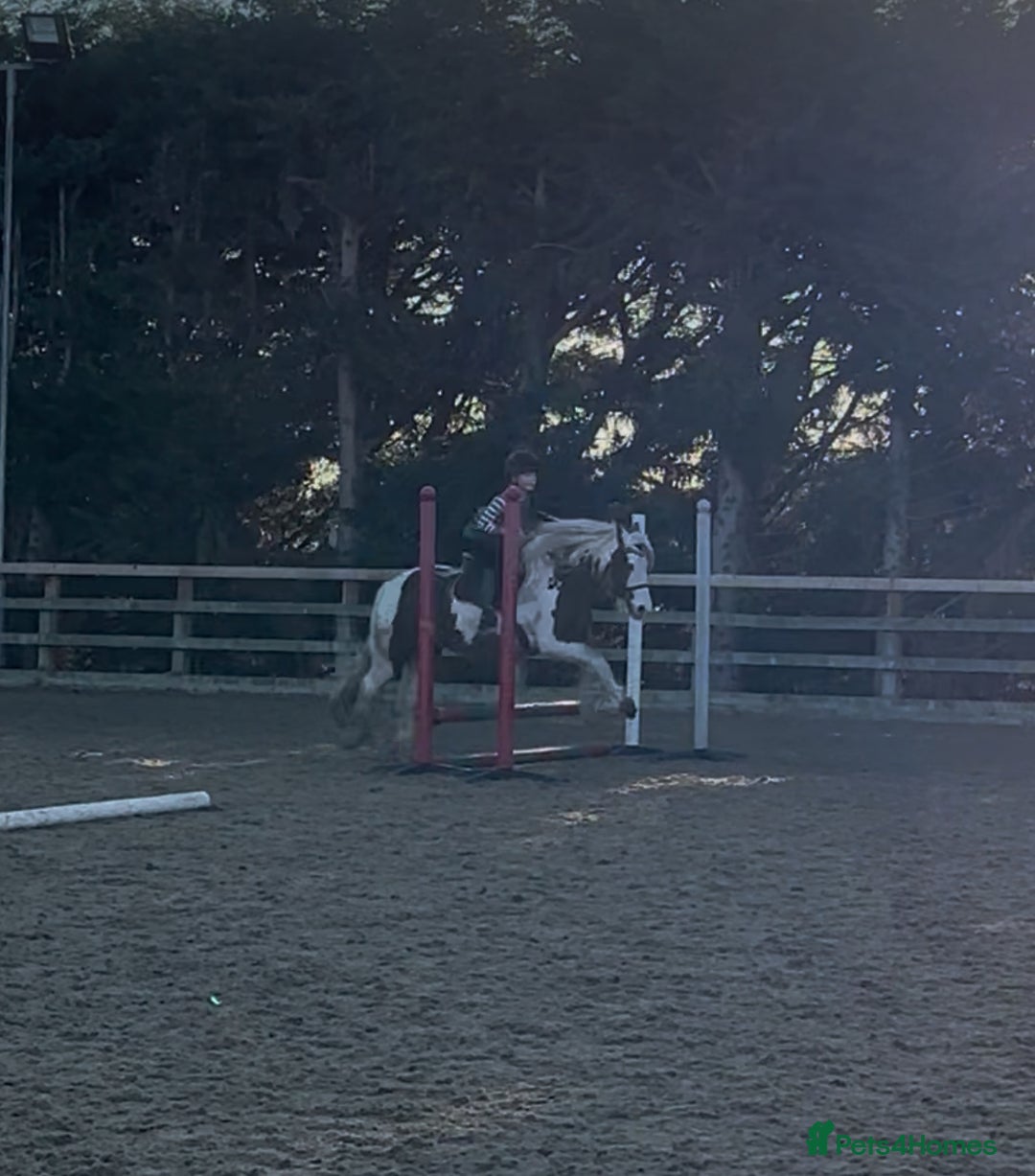 Riding pony horses for sale: Brilliant pony club pony  - Advert 2