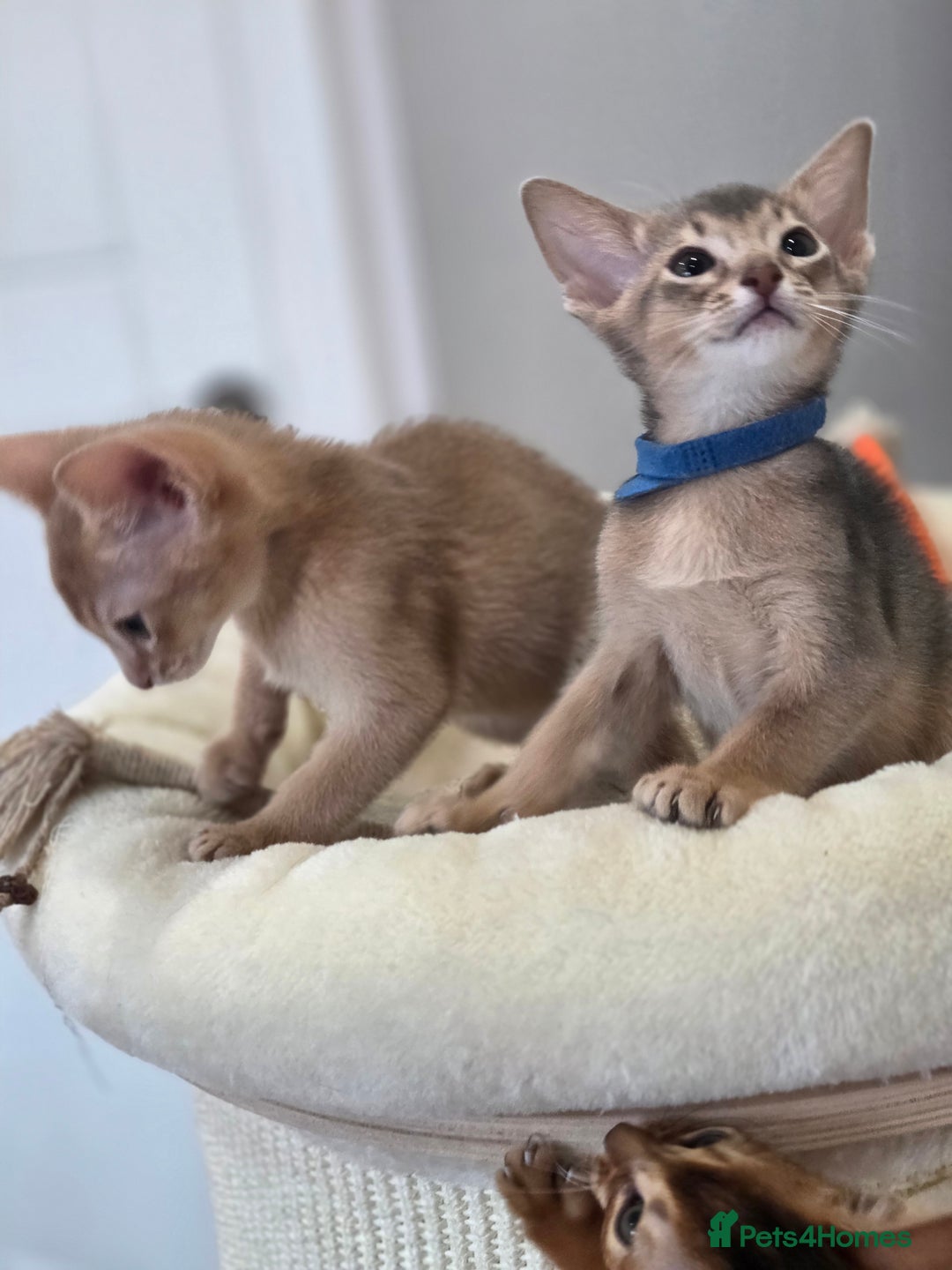 Abyssinian cats for sale: Gorgeous Tica  Abyssinian Kittens  - Advert 21