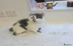 Siamese cats for sale: Bi colour blue and white kittens - Image 36