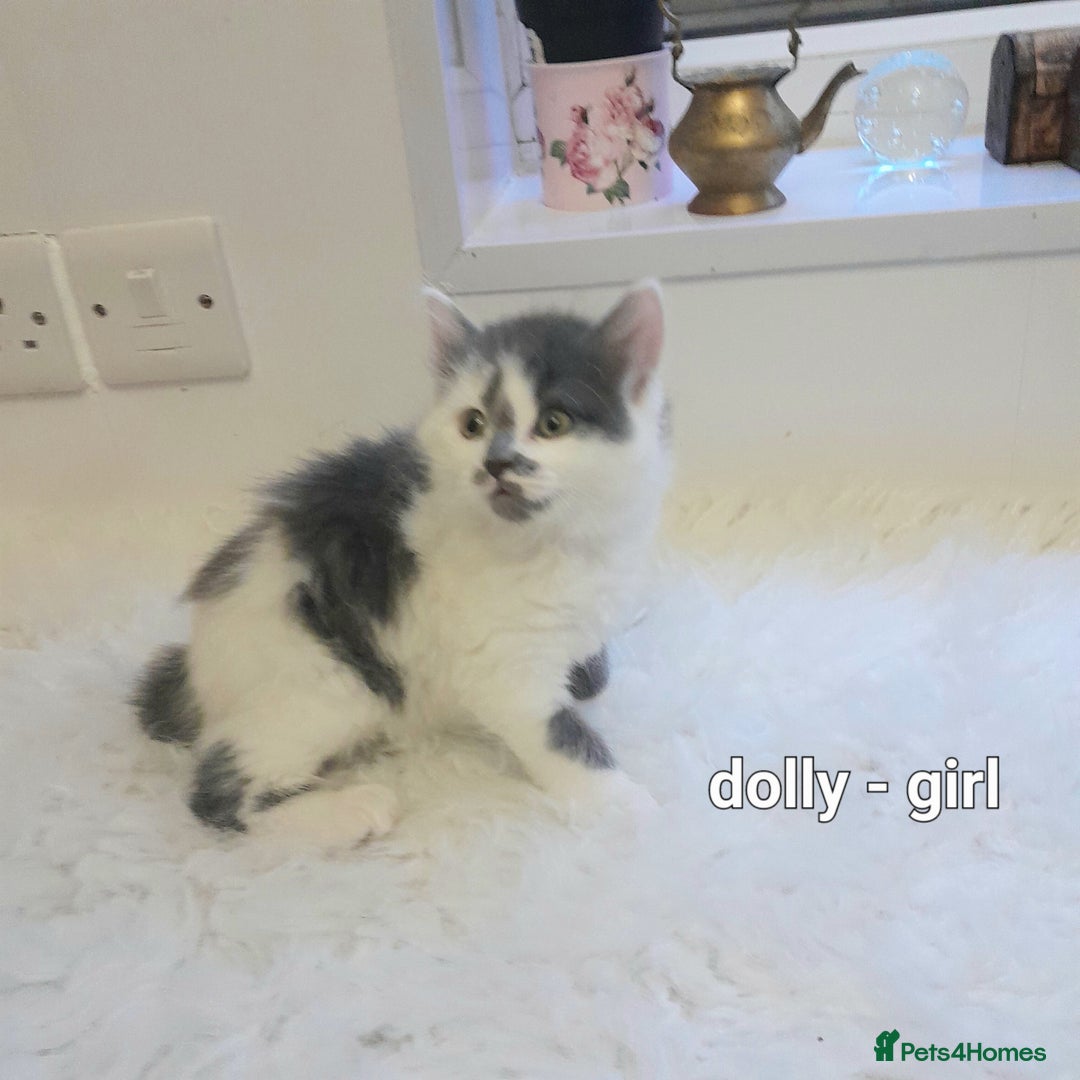 Siamese cats for sale: Bi colour blue and white kittens - Image 36
