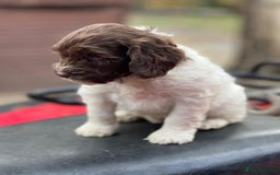 Cockapoo dogs for sale: 11 beautiful pups some very rare colours  - Image 4
