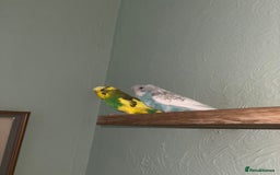Budgerigars birds for sale: Budgie for sale  - Image 6