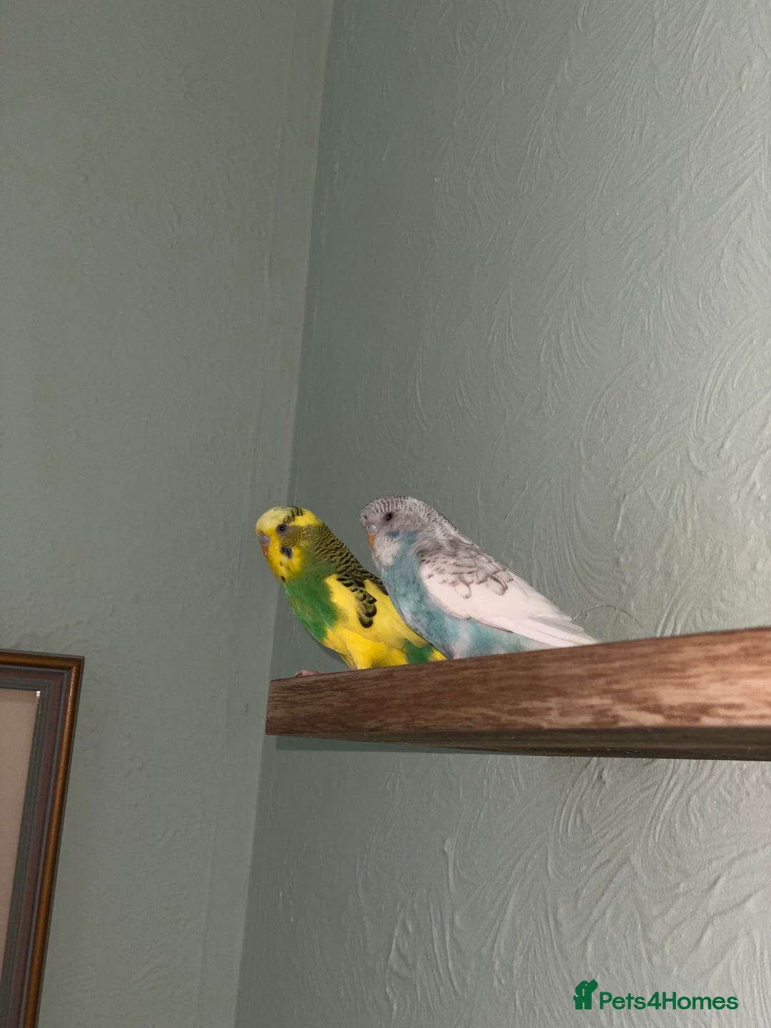 Budgerigars birds for sale: Budgie for sale  - Image 6
