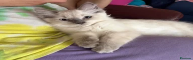 Simba