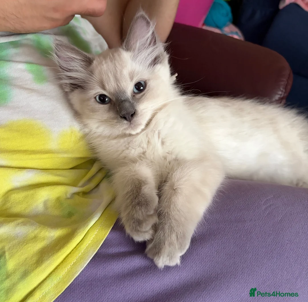 Ragdoll cats for sale: Adorable treasures  - Advert 5