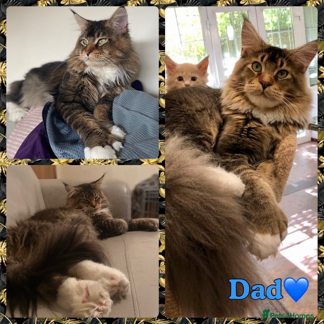 Maine Coon cats for sale: TICA Large Polydactyl Maine Coon Kittens - Image 7