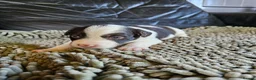 Mixed Breed dogs for sale: Handsome Black/white and brown/white boy puppies - Advert 4
