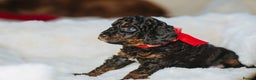 Cockapoo dogs for sale:  READY NOW!! 💙🐶💙2 boys Amazing F1b Cockapoos  - Advert 21