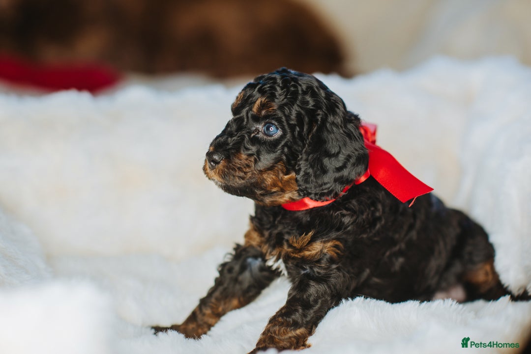 Cockapoo dogs for sale:  READY NOW!! 💙🐶💙2 boys Amazing F1b Cockapoos  - Advert 21