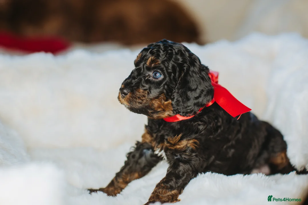 Cockapoo dogs for sale:  READY NOW!! 💙🐶💙2 boys Amazing F1b Cockapoos  - Advert 21