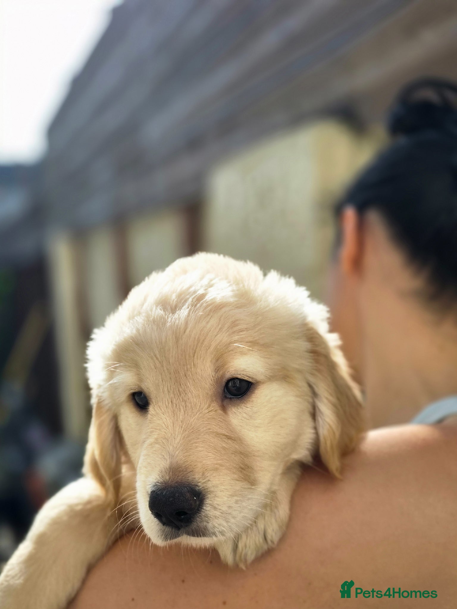 Golden Retriever dogs Golden retrievers pure breed. - Advert 3