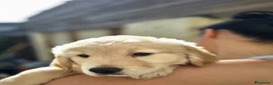 Golden Retriever Puppy 8