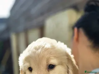 Golden Retriever dogs Golden retrievers pure breed. - Advert 3