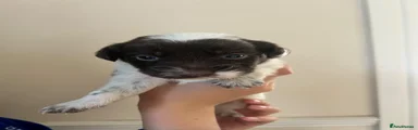 Puppy 4