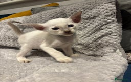 Siamese cats for sale: ✨Gorgeous GCCF registered kittens✨ - Image 3