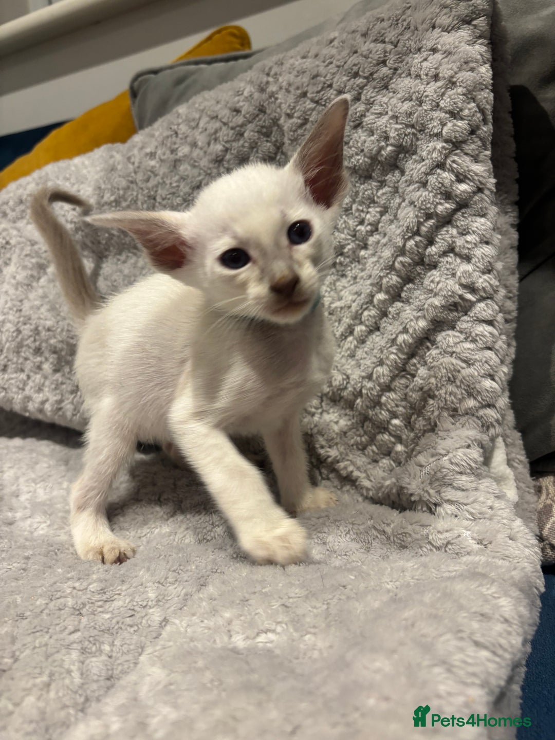 Siamese cats for sale: ✨Gorgeous GCCF registered kittens✨ - Image 3