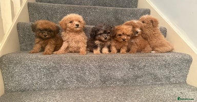 Poochon dogs - Advert 9