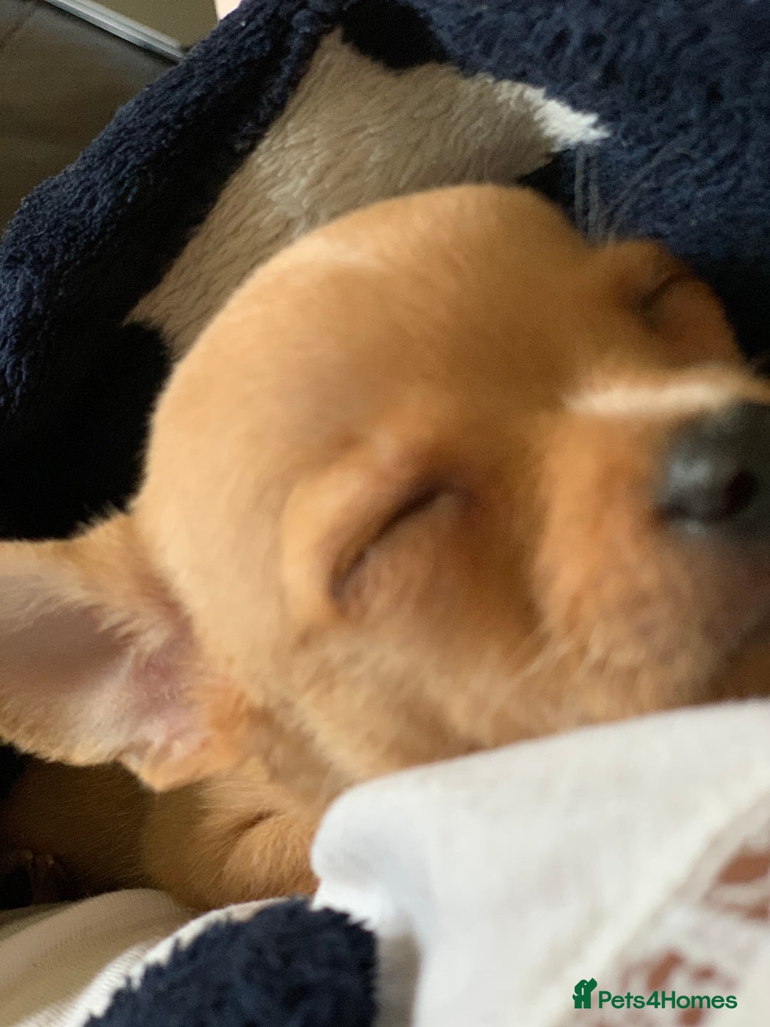 Chihuahua dogs for sale: Chihuahua dog for rehoming - Advert 3