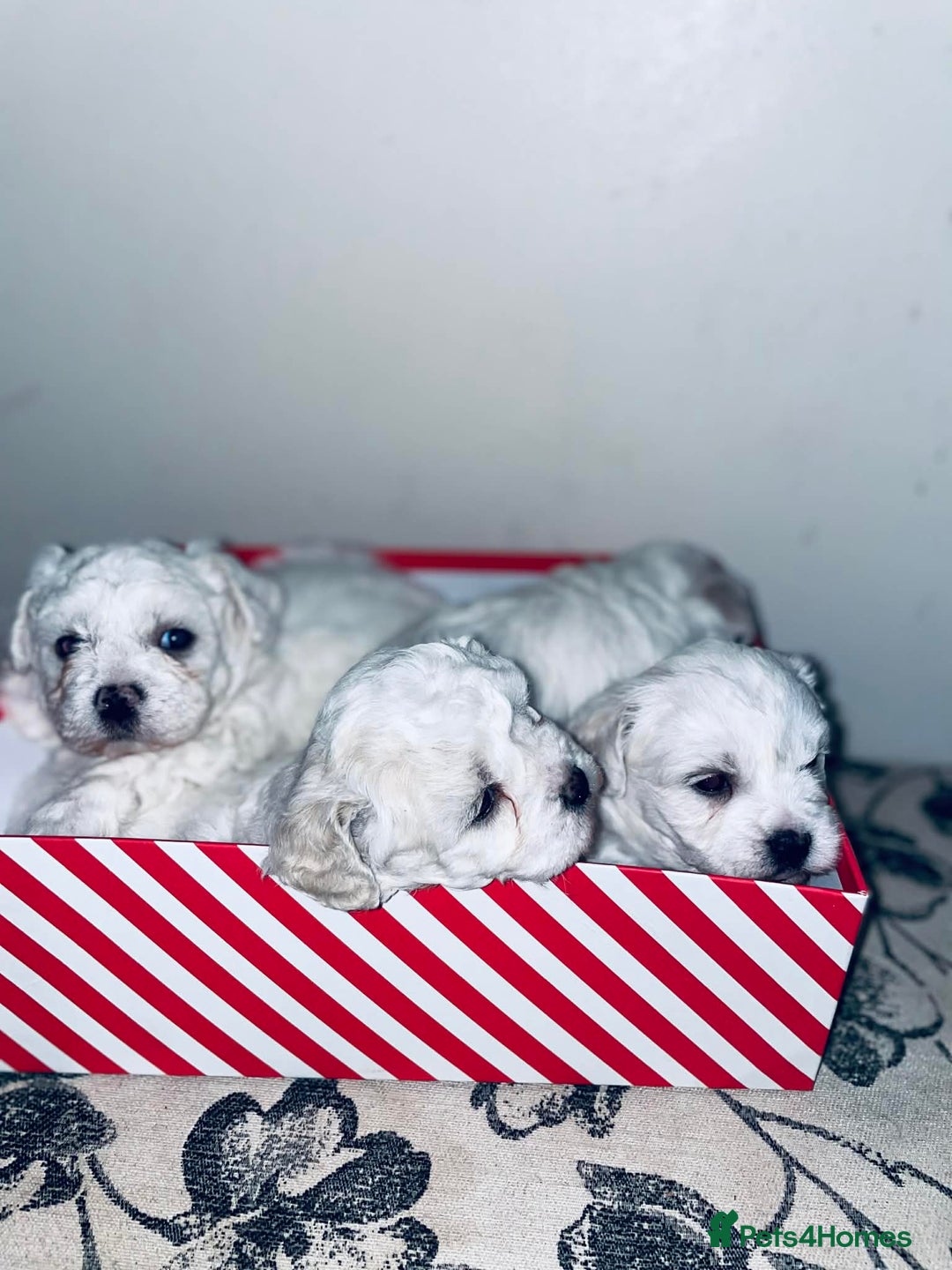 Bichon Frise dogs for sale: Adorable Bichon Puppies Looking! 🐾 - Advert 1