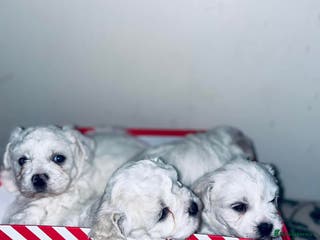 Bichon Frise dogs Adorable Bichon Puppies Looking! 🐾 - Advert 9