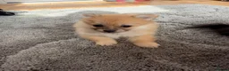 Pomeranian dogs for sale: 🐶 Stunning Pomeranian Puppies 2 Boys an 1 Girl 🐶 in Harlow - Advert 8