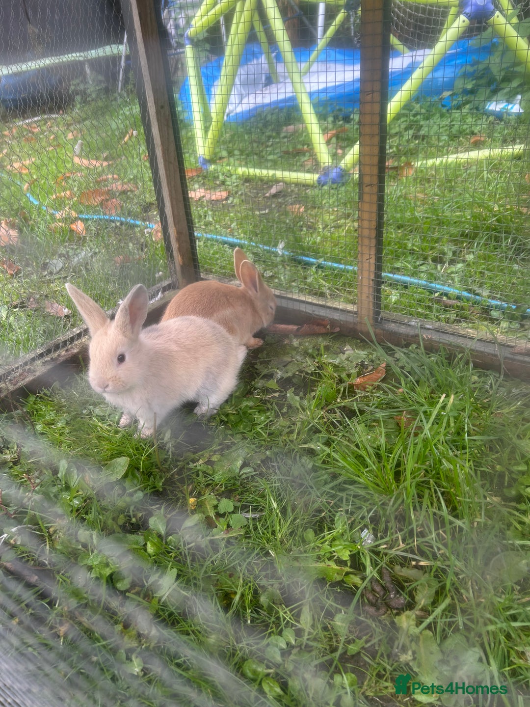 French Lop rabbits for sale: French lop babies - Image 5