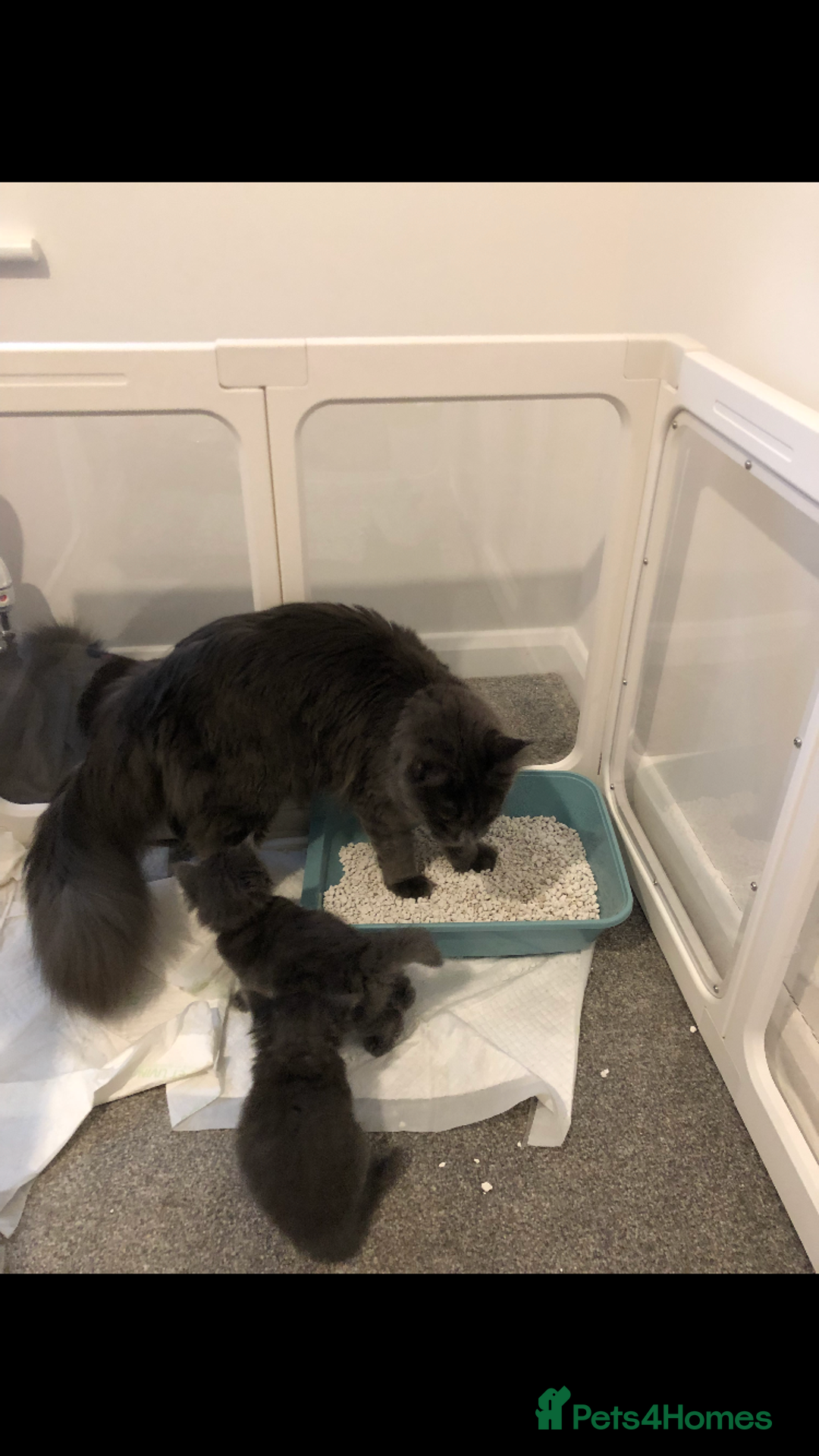 Maine Coon cats for sale: Black/Blue Smoke Maine Coon - Image 23