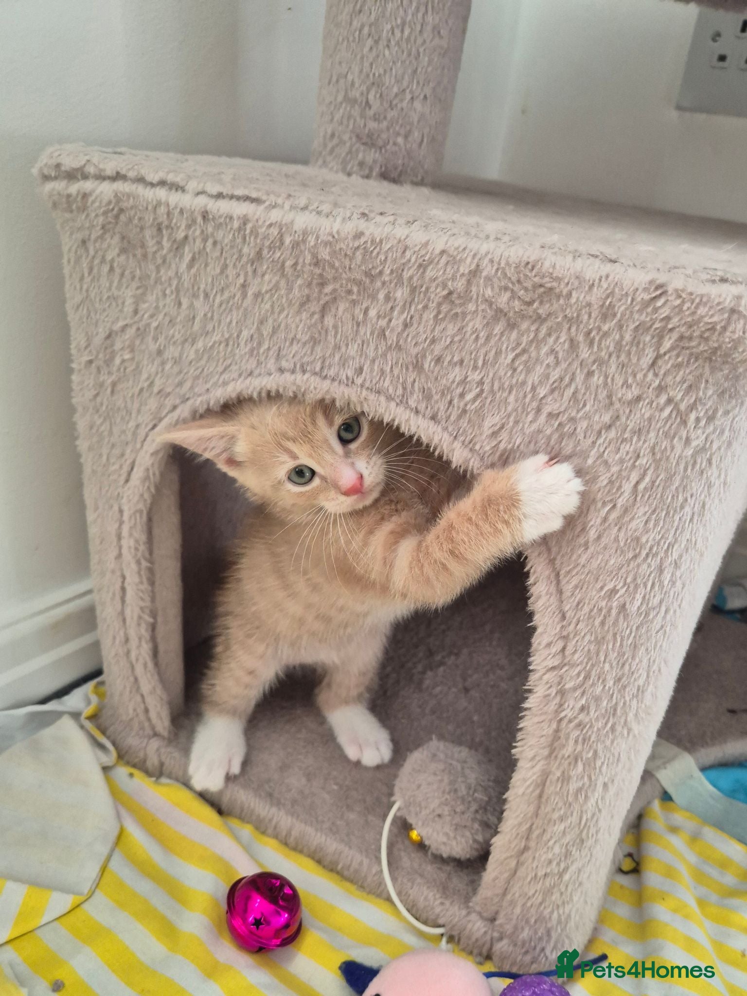 Mixed Breed cats Sweet ginger kittens (1 left) 🐾 - Advert 14