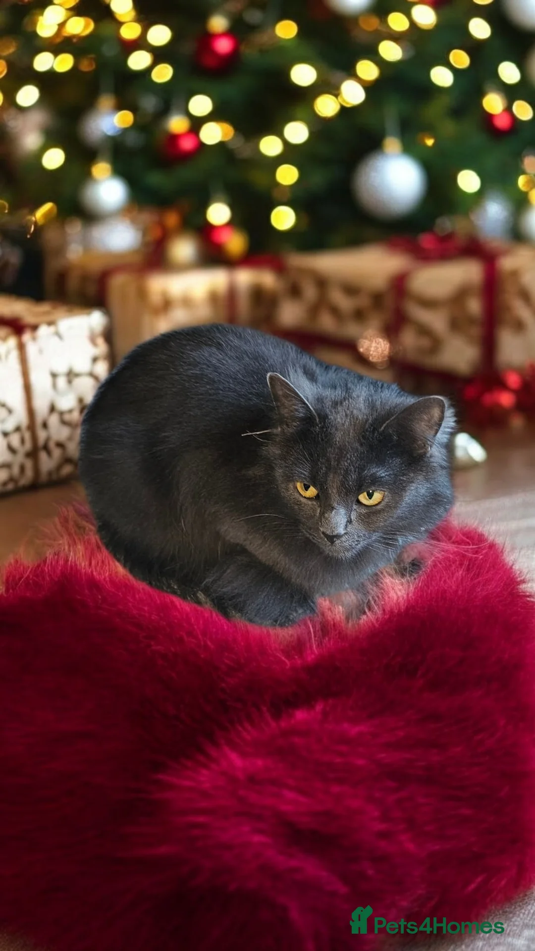 Mixed Breed cats for sale: Litter of kittens  - Advert 1