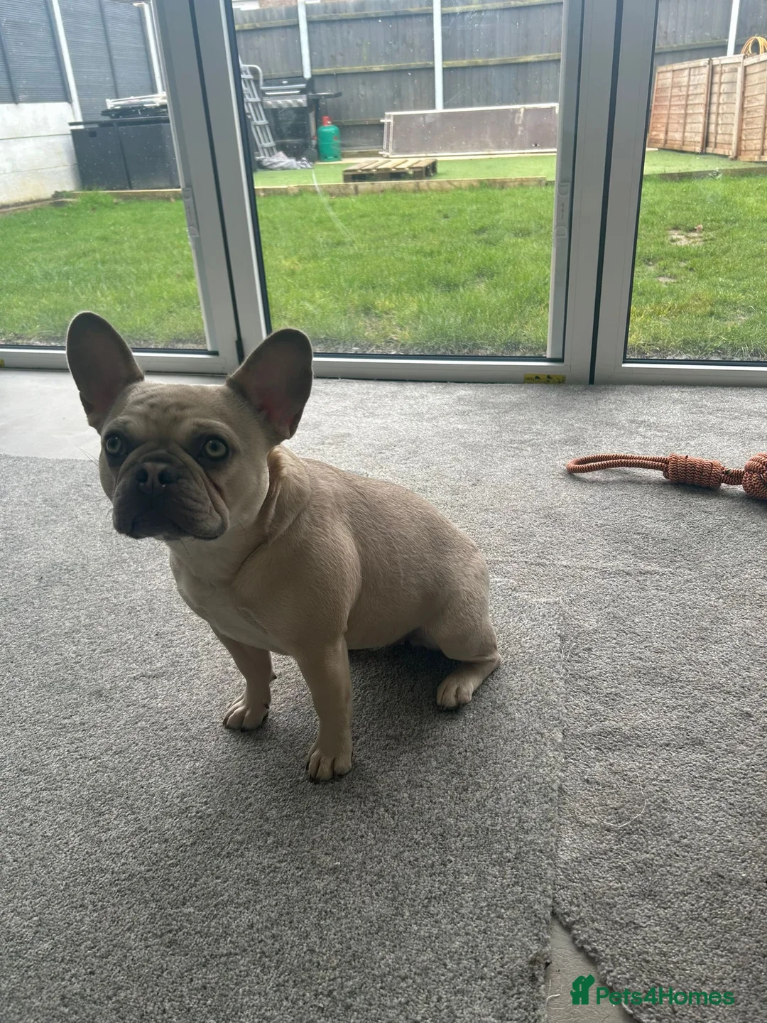 French Bulldog dogs for sale: Two French bulldogs in St. Neots - Advert 3