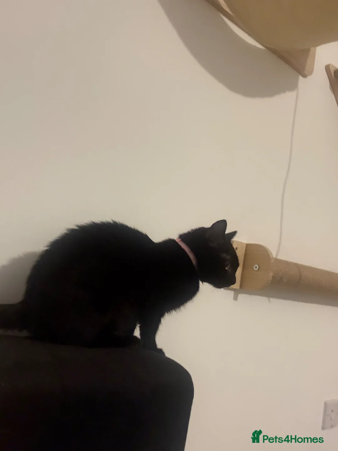 Mixed Breed cats for sale: 2 Gorgeous Female Cats - Advert 5