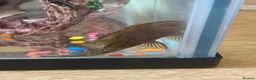 Plecos fish for sale: baby pleco - Advert 2