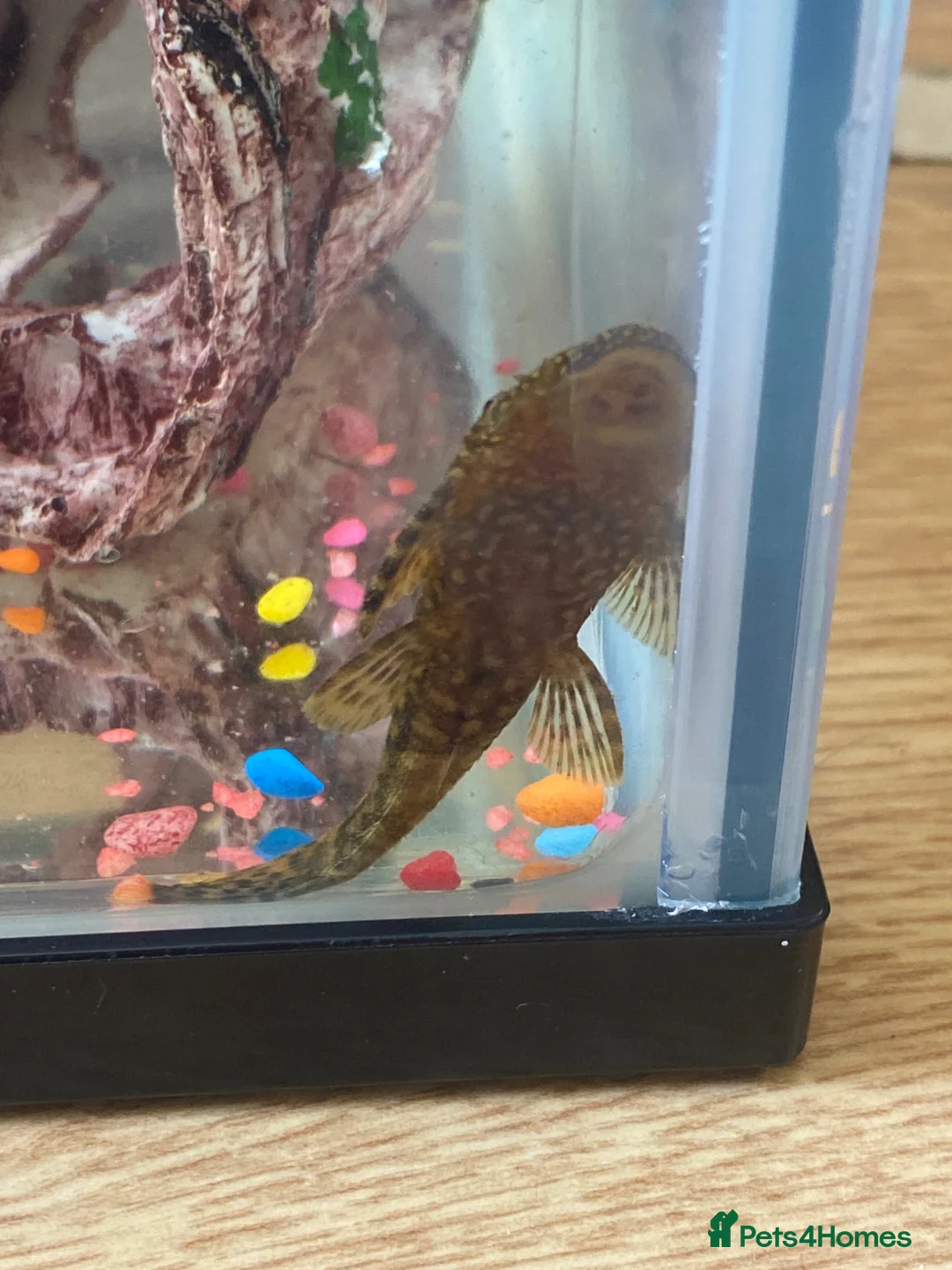 Plecos fish for sale: baby pleco - Advert 2