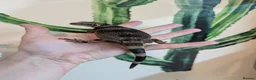 Lizard reptiles for sale: Stunning Chuckwalla in York - Advert 2