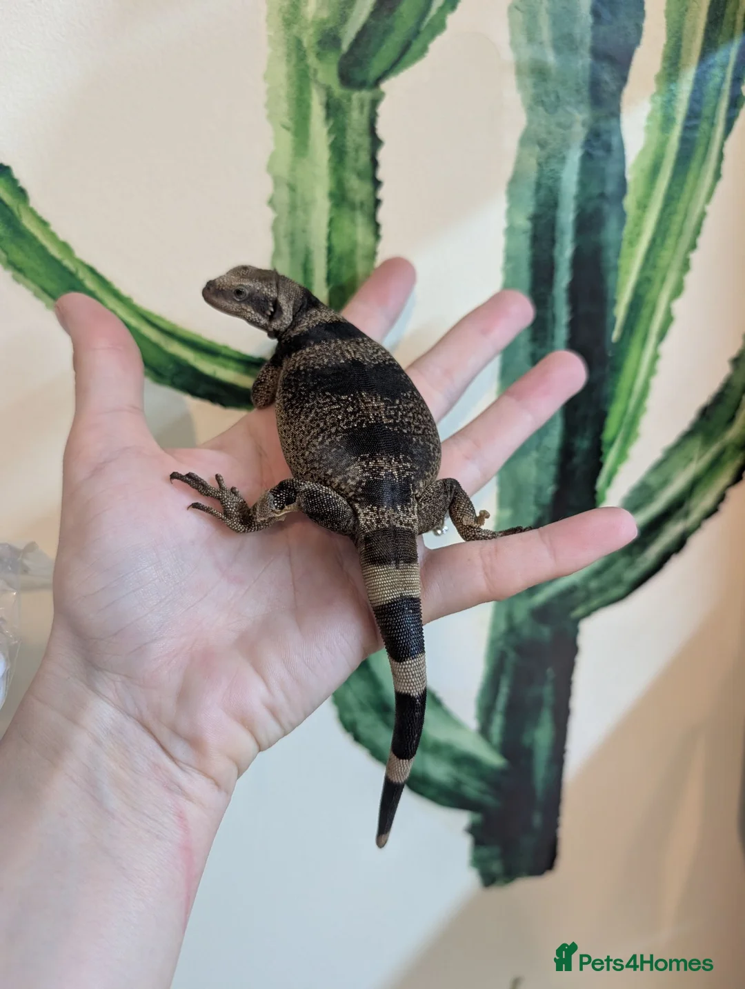 Lizard reptiles for sale: Stunning Chuckwalla in York - Advert 2