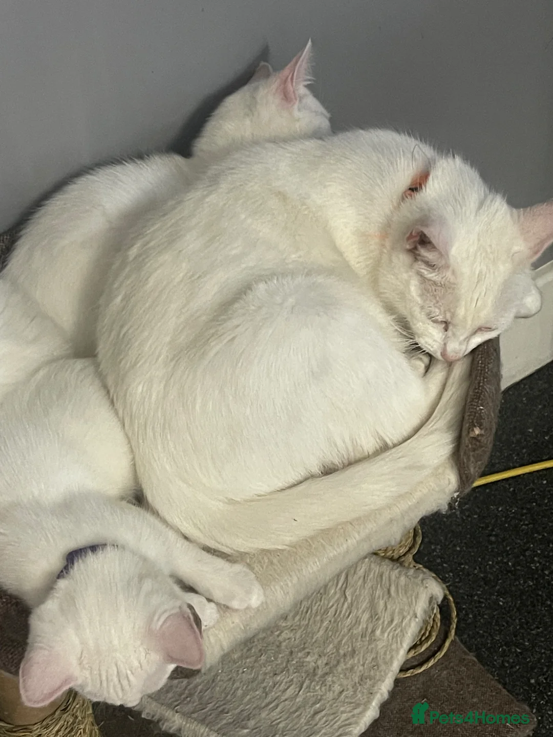 Mixed Breed cats for sale: 3 beautiful pure white kittens - Advert 7